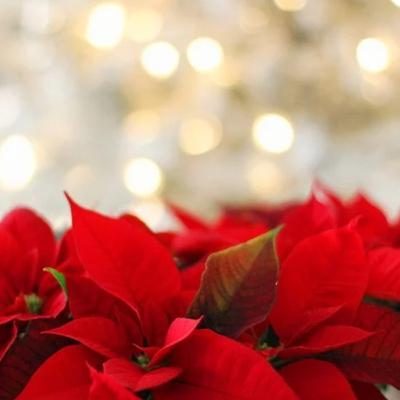 18. Dezember 18. Dezember