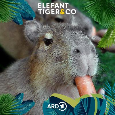 Capybaras - 50 Kilo tapsige Gemütlichkeit