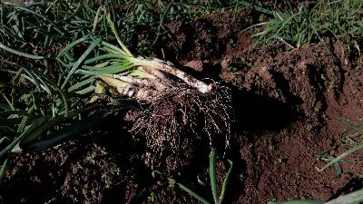 Comença la temporada de calçotades