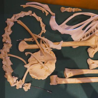 Episode 6 - Mystery Skeleton