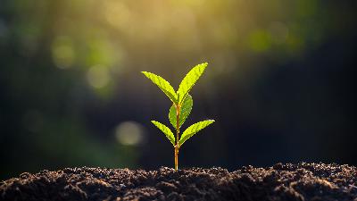 You Eat Light (Science, Water / Plants / Insects)