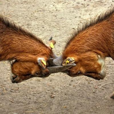 How to Compete in Life How to Compete in Life