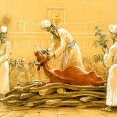 The Secret of The Red Heifer The Secret of The Red Heifer