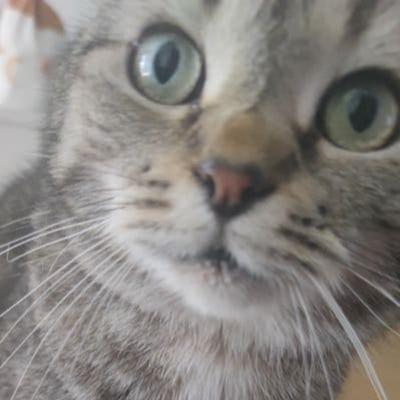 CrazyCatlady -> @UnicornCatlady