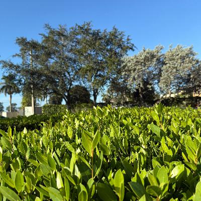 SERVIR A CRISTO ES LO MÁXIMO (E1990). SERVIR A CRISTO ES LO MÁXIMO (E1990).