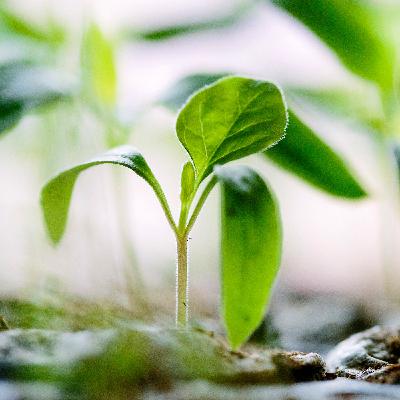 Plant Breeding: How Scientists Used Plant Genetics to Catapult Agriculture Plant Breeding: How Scientists Used Plant Genetics to Catapult Agriculture