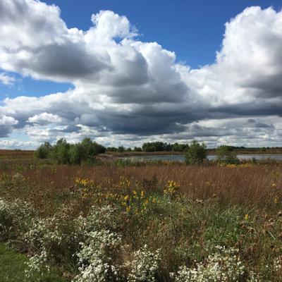 Midwestern Native Prairies