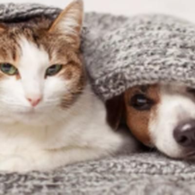Pets no frio