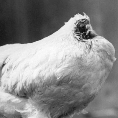S3E3 - Mike the Headless Chicken, Ghost Lake, Goatman