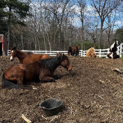 Self regulation, coregulation, regenerative equine husbandry, and my e-book