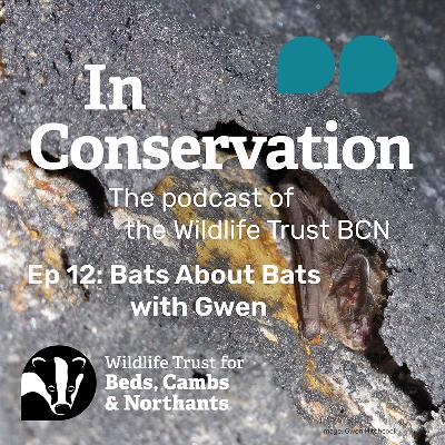 Episode 12: Bats About Bats with Gwen