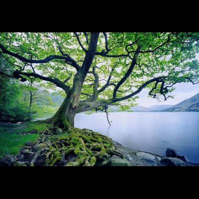 Day 267 - Psalms 1, 91