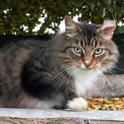 A Week of Catsitting Jack
