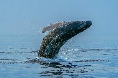 Episode 16: The Whale Whisperer in Maui- Dr. Rachel Cartwright