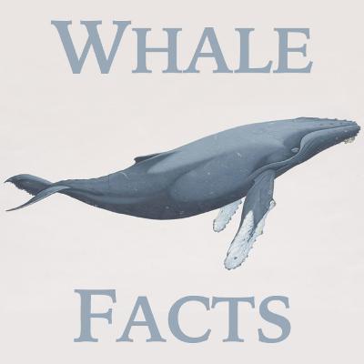 The Famous Tay Whale