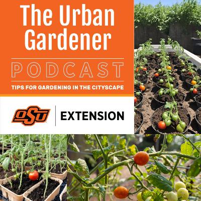 Episode 37: Mastering Tomato Transplants