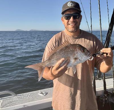The Big Fish: A Wallaby Hops on an Island