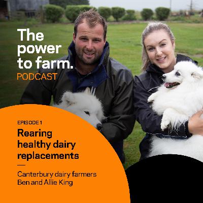 Episode 1: Rearing healthy dairy replacements
