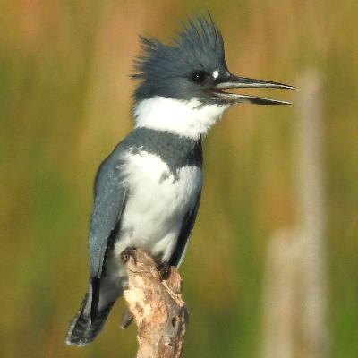 The Case of the Confused Kingfisher