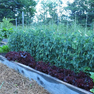 Grow more veggie crops in less space with fewer weeds and watering