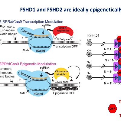 The nuts and bolts of gene therapy for FSHD (Part 2 of 2)