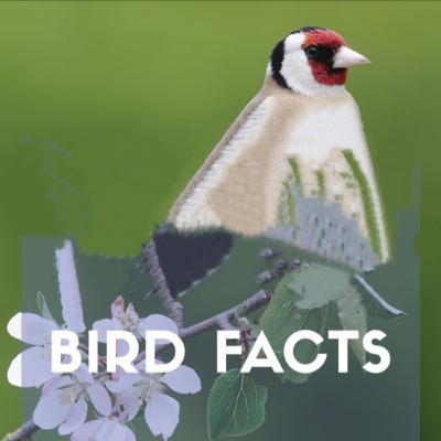 Bird Facts