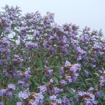 紅茶の産地〜ニルギリ 紅茶の産地〜ニルギリ