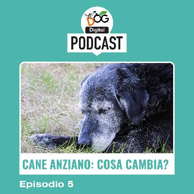 La vita con un cane anziano: consigli e strategie La vita con un cane anziano: consigli e strategie