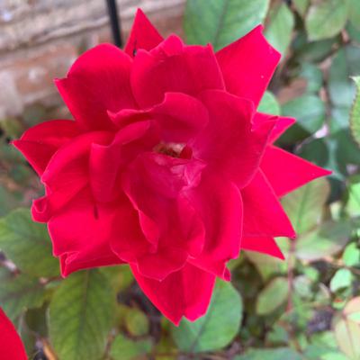 Good Soil: Step #1 in Creating Family Identity