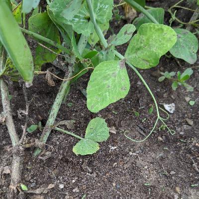 Cotyledon Cotyledon