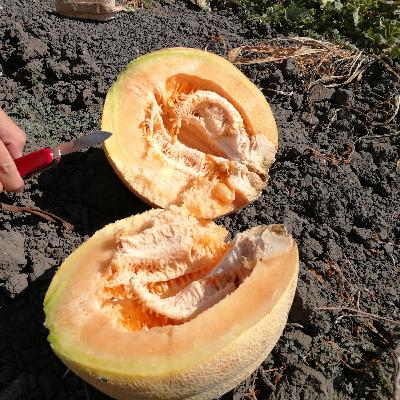 Partenogénesis orgánica Partenogénesis orgánica