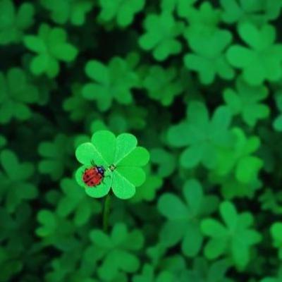 #14_Querido Alimento de Verdade