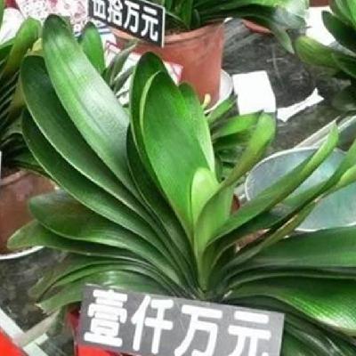 NO.34 泡沫就是人性的照妖镜，从荷兰郁金香和长春君子兰看人性的贪婪和恐惧
