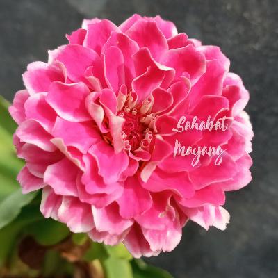 Ternyata ada 21 pengobatan yang tidak di tanggung sama BPJS loh... Kok gitu?!