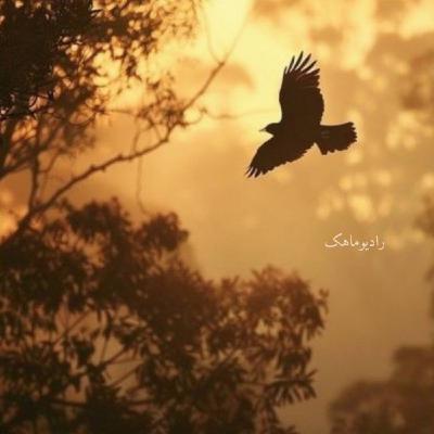 و گنجشک شد نقطه ای .