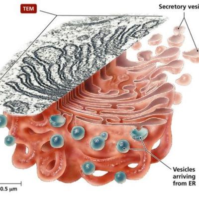 ORGANELO CELULAR: Aparato de Golgi.