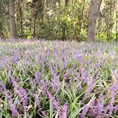 紫色的草丛（三年级）