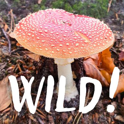 Pilze vor der Haustür – mit Tamara Pilz-Hunter