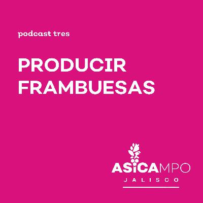 3 | Producir frambuesas