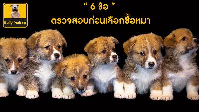 6 ข้อตรวจสอบก่อนเลือกซื้อหมา The Cutedog’s Podcast EP 10 6 ข้อตรวจสอบก่อนเลือกซื้อหมา The Cutedog’s Podcast EP 10