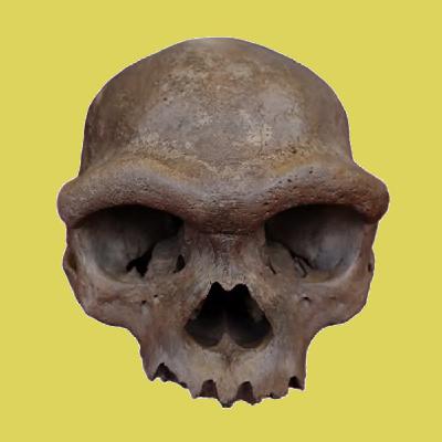 La Brújula de la Ciencia s14e24: El primer cráneo de un denisovano: los "primos de los neandertales" ya tienen cara