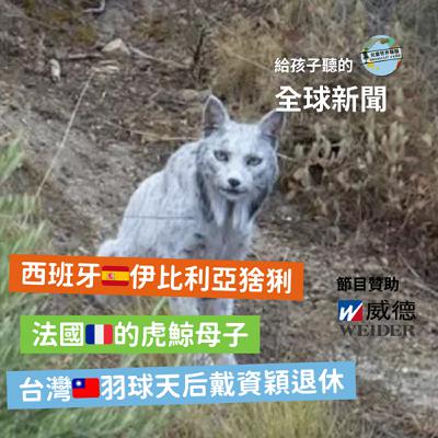 【國際新聞】西班牙伊比利亞猞猁|法國的虎鯨母子|台灣的羽球天后退休 【國際新聞】西班牙伊比利亞猞猁|法國的虎鯨母子|台灣的羽球天后退休