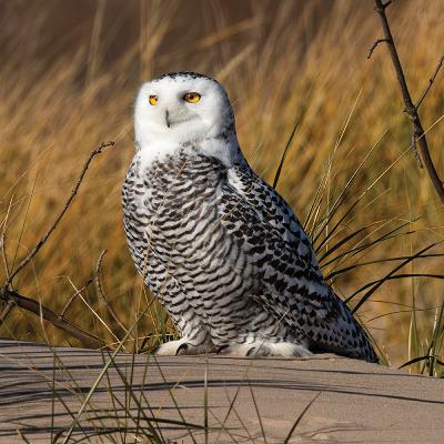 Special Edition: What a Hoot