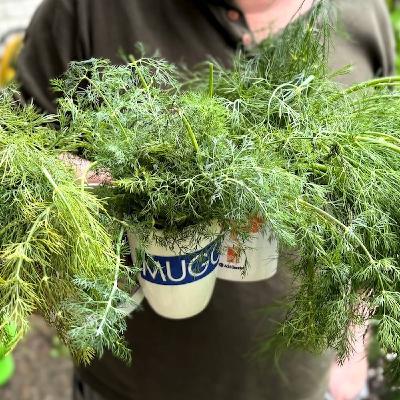 Dill — så svensk, och ändå inte