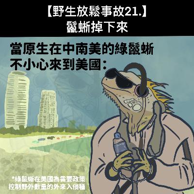 野生放鬆事故21. 鬣蜥掉下來
