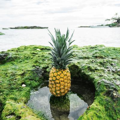 MITCH Try Podcasting!