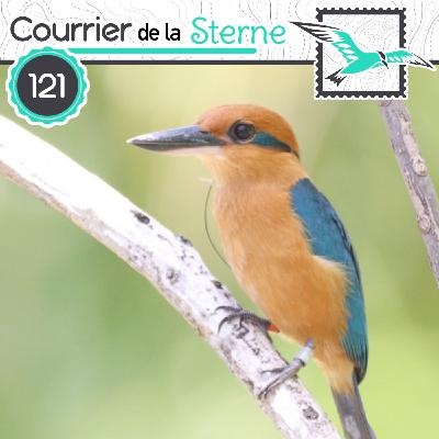 CDLS#121 : Fais comme l' (autre) oiseau ( Busard tacheté et Martin-chasseur cannelle)