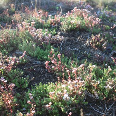 Une nouvelle section sur le CBD sur binette et cornichon
