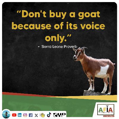 Don’t Buy a Goat Because of Its Voice Only | African Proverb | AFIAPodcast Don’t Buy a Goat Because of Its Voice Only | African Proverb | AFIAPodcast