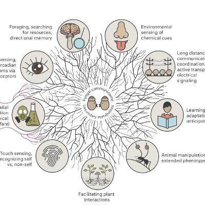 Passport to Kingdom Fungi Audio Book (Unofficial): Chapter 8 Fungal Intelligence